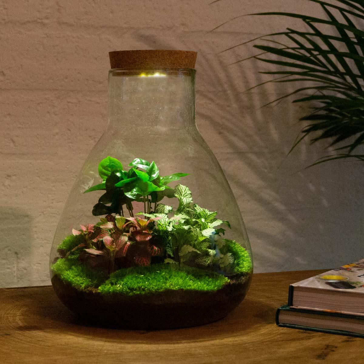 Flaschengarten Sam mit LED – DIY Bausatz Terrarium – ↕30cm – Do-It-Yourself Pflanzen-Set mit LED-Beleuchtung & Korkdeckel – Autarkes Ökosystem – Inkl. Coffea & Fittonia – Für Wohnung & Büro 