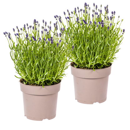 Echter Lavendel Lavandula angustifolia – 2 Pflanzen – Ø19cm – Höhe 40–50cm – Duftende Balkon- und Gartenpflanze – Bienenfreundlich & pflegeleicht 