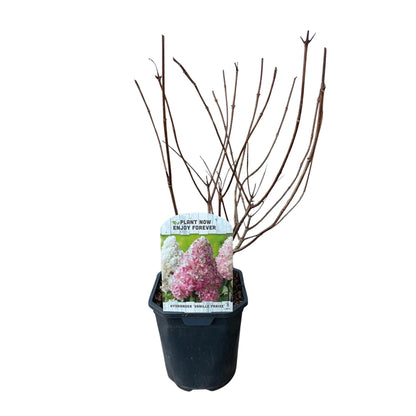 Rispenhortensie – Hydrangea panniculata Vanille Fraise – Blüte Weiß-Rosa – Laubabwerfend – Große Blüten – 17cm – Höhe ca. 50cm