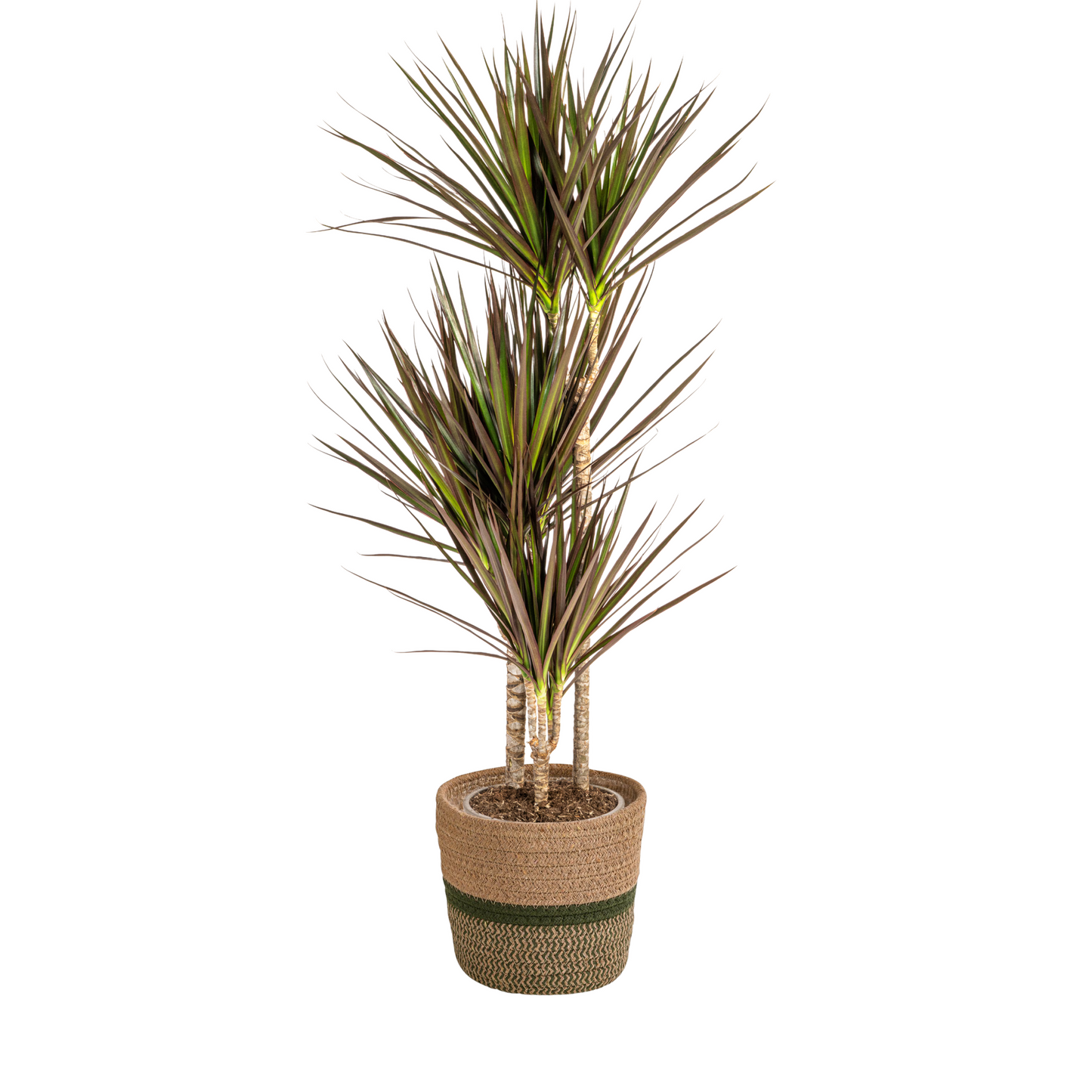 Dracaena Marginata Magenta mit Korb Ø21cm - ↕110 - 130cm 