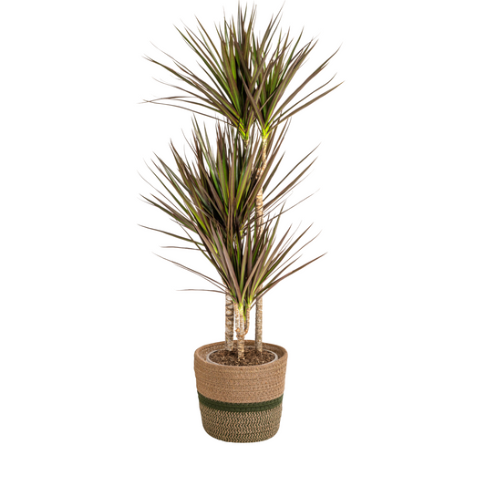 Dracaena Marginata Magenta mit Korb Ø21cm - ↕110 - 130cm 