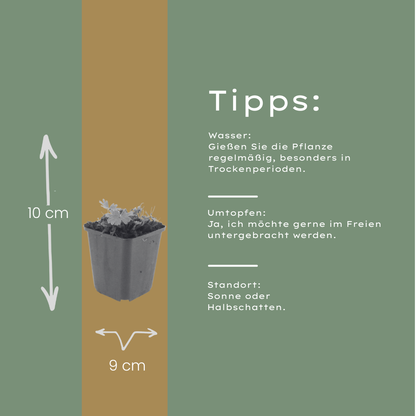 Geranium sanguineum Max Frei – 12 Pflanzen Ø9cm – Höhe10-25cm – Karminrote Blütenstaude für sonnige Beete & Steingarten – Winterhart pflegeleicht – Kompakter Bodendecker