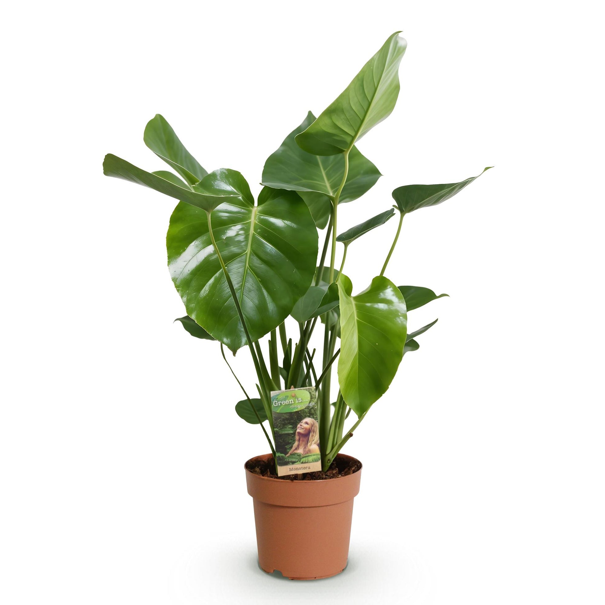 Monstera Deliciosa Fensterblatt Zimmerpflanze – Pflegeleichte Tropenpflanze 17cm – Höhe ca.50–55cm – Große dekorative Grünpflanze für Wohnzimmer & Büro - Oasis of Life