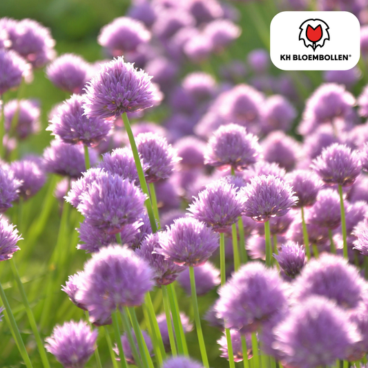 Allium carolinianum – 15 Blumenzwiebeln – lila-violette Blüten – winterhart & bienenfreundlich 