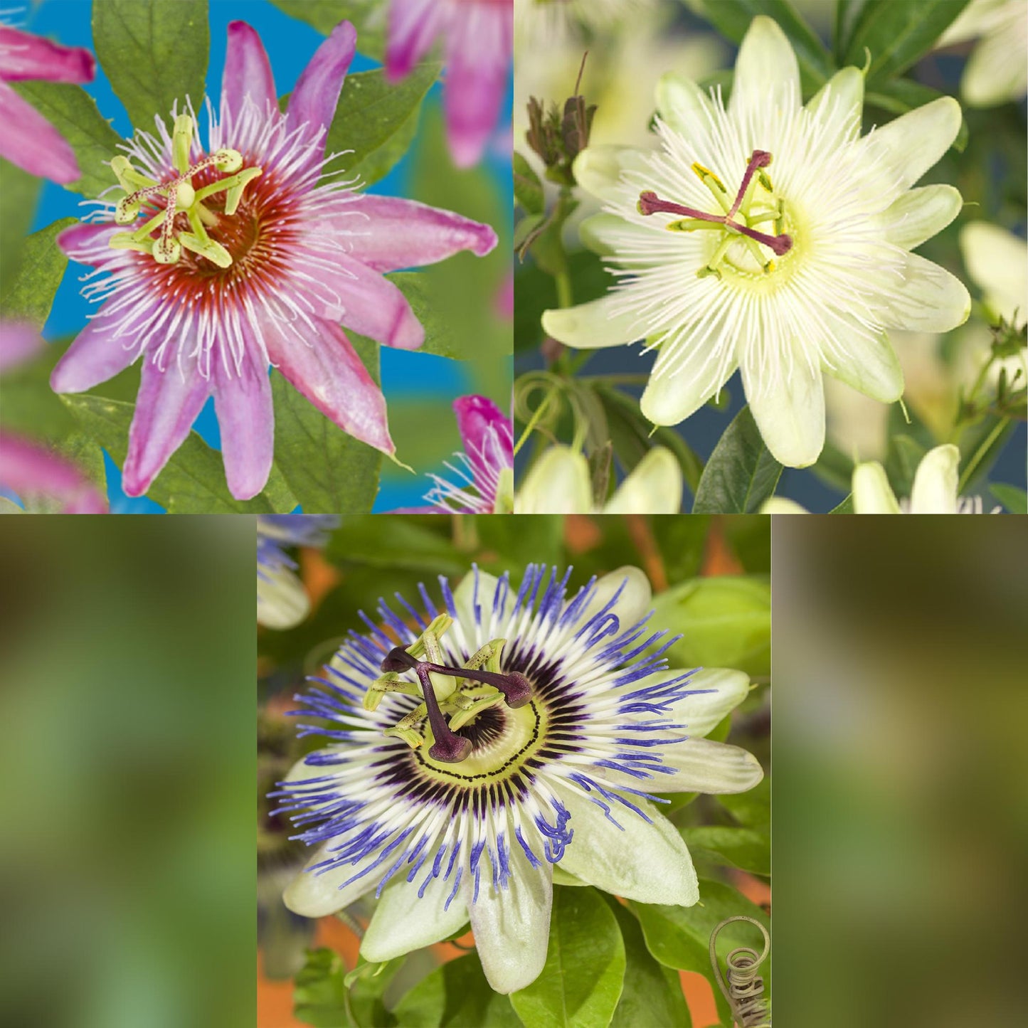 Passionsblume Passiflora Tricolour – Blüte Rosa, Weiß & Lila – Wenig Pflege – 3 Pflanzen – 11cm Höhe 40cm – Ideal für Balkon, Garten & Pergolen 