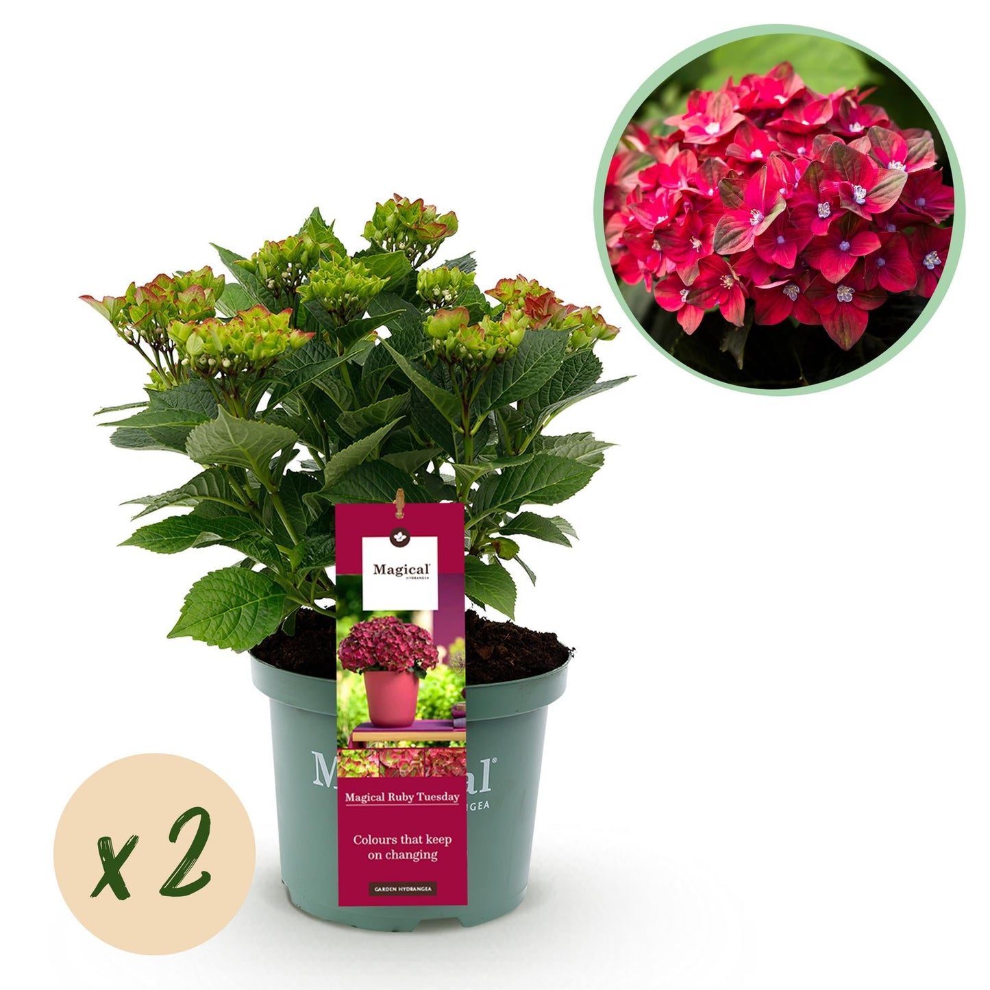 Hydrangea macrophylla Ruby Tuesday & Sapphire – Gartenhortensie – 2 Pflanzen - 23 cm – Höhe 55 cm – Rot und Blau – Balkonpflanze – 6-10 Blüten – Farbmix – Pflegeleicht 