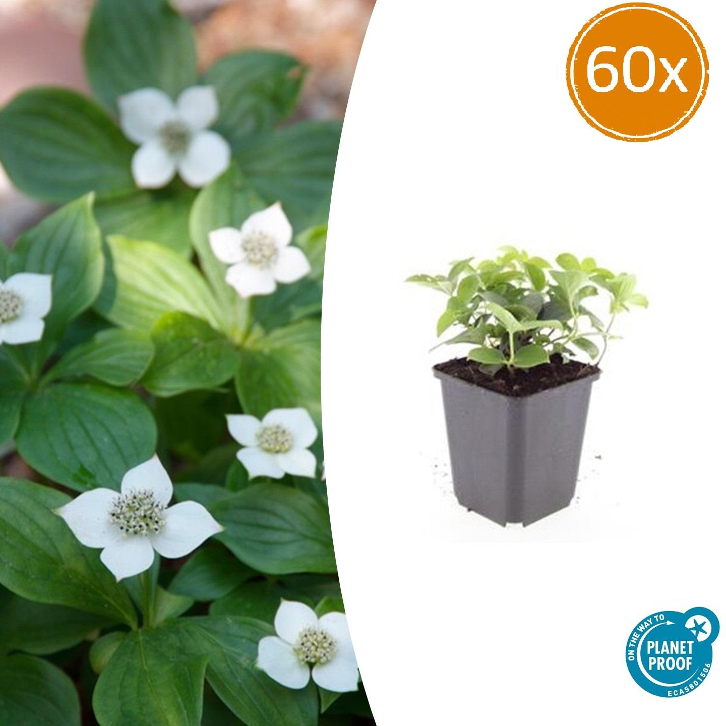 Kanadischer Hartriegel Cornus canadensis – ↕10-25cm – Ø9cm – 60 Pflanzen – Bodendecker – Schattentauglich – Immergrün – Bienenfreundlich – Pflegeleicht