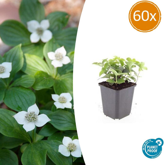 Kanadischer Hartriegel Cornus canadensis – ↕10-25cm – Ø9cm – 60 Pflanzen – Bodendecker – Schattentauglich – Immergrün – Bienenfreundlich – Pflegeleicht