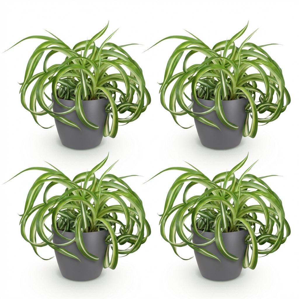Green boutiQ - Zimmerpflanze - Chlorophytum comosum Bonnie - Lockige Graslilie - Haustierfreundliche Pflanze - Grün - 4 Pflanzen - mit Potter Grau - Topf 12cm - Höhe 20cm 