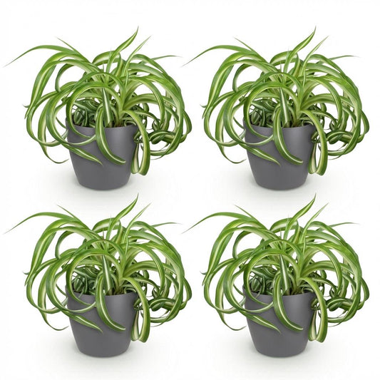 Green boutiQ - Zimmerpflanze - Chlorophytum comosum Bonnie - Lockige Graslilie - Haustierfreundliche Pflanze - Grün - 4 Pflanzen - mit Potter Grau - Topf 12cm - Höhe 20cm 
