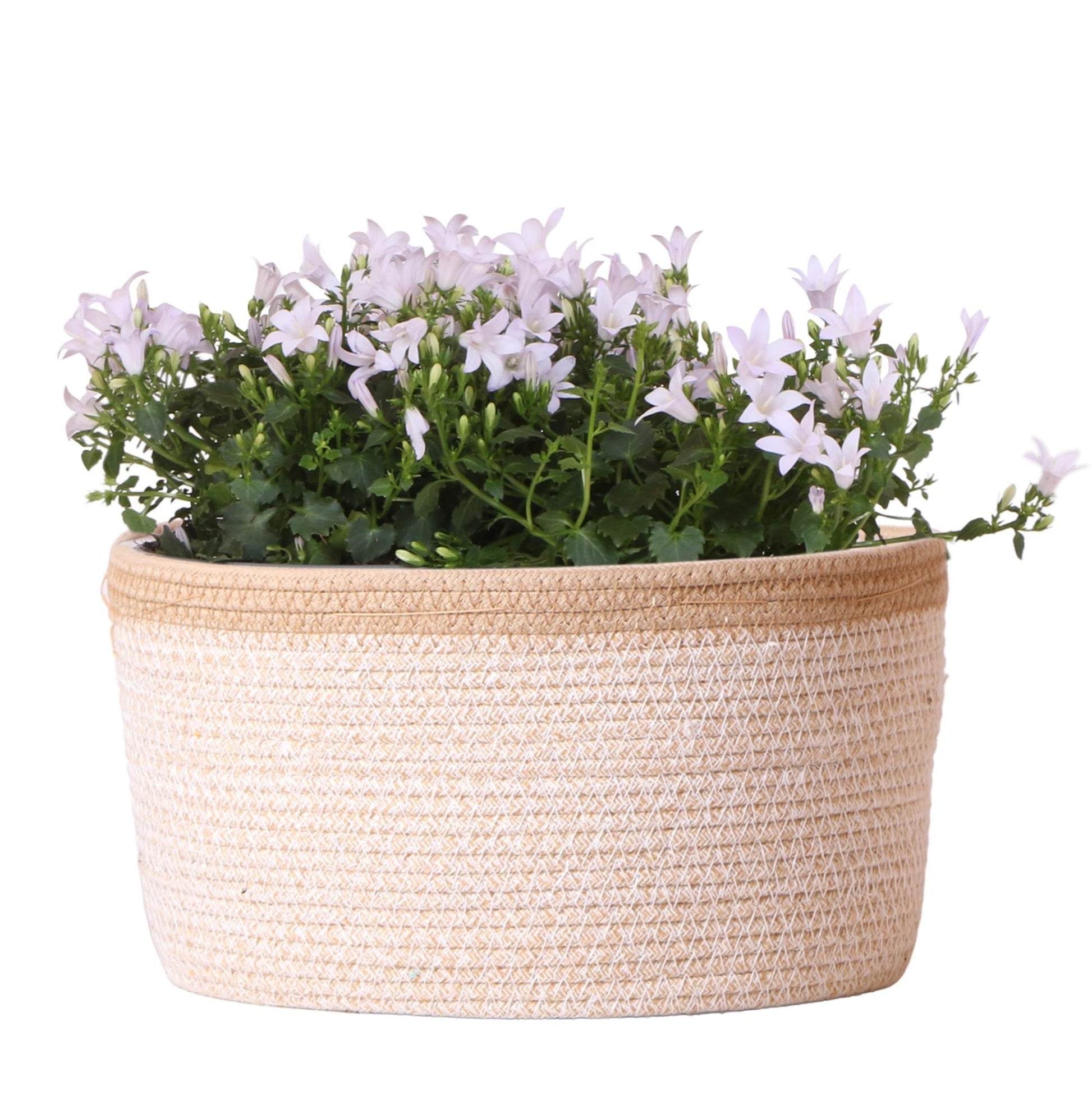 Campanula Addenda Ambella weiß - Baumwollschale mit Campanula mit Bewässerungssystem - 3 Stück - Glockenblume weiß - Topfgröße 12cm 