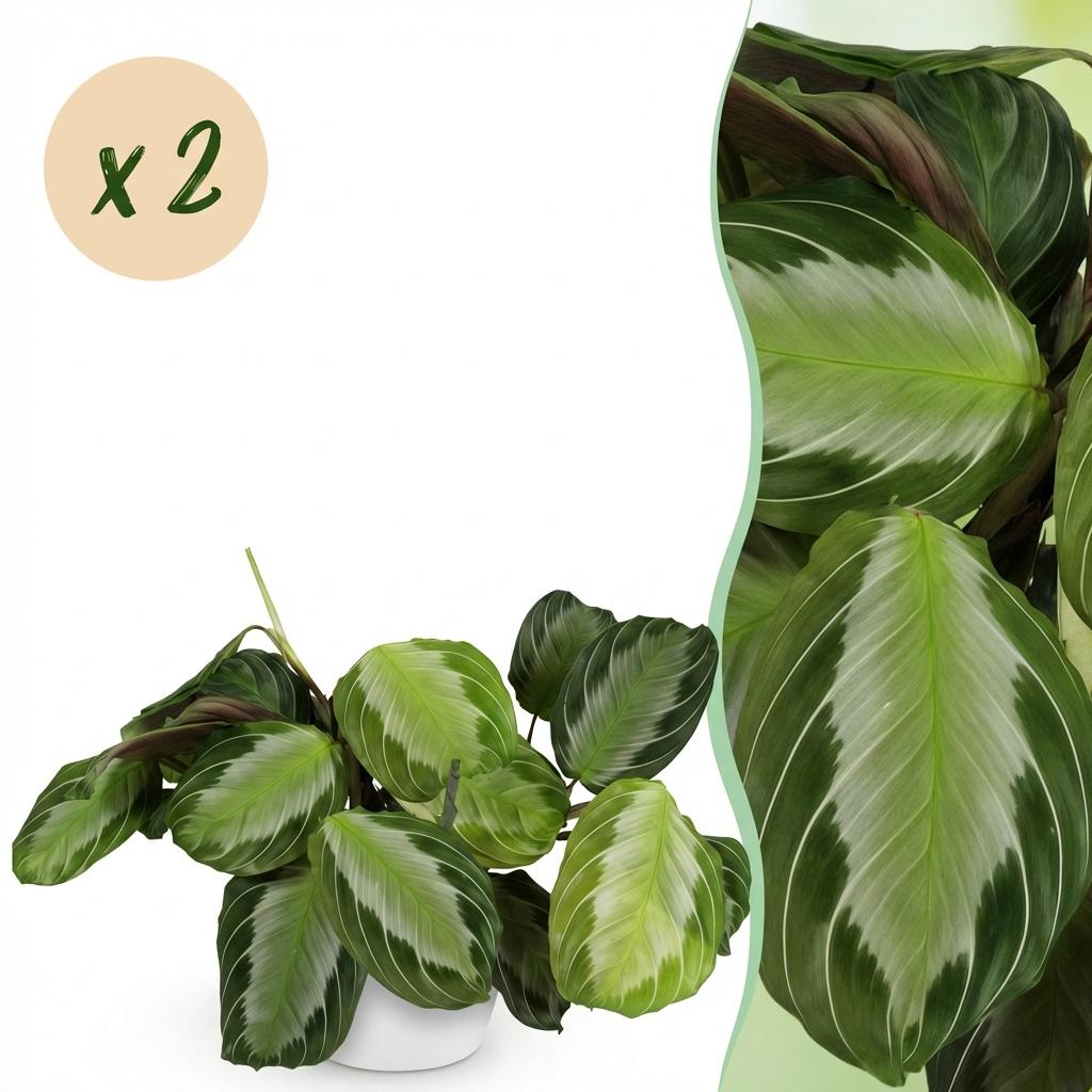 Green boutiQ - Zimmerpflanze - Maranta Fascinator Silverband - Gebetspflanze - Haustierfreundliche Pflanze - Grün - 2 Pflanzen - mit Potter Weiß - Topf 12cm - Höhe 25cm 