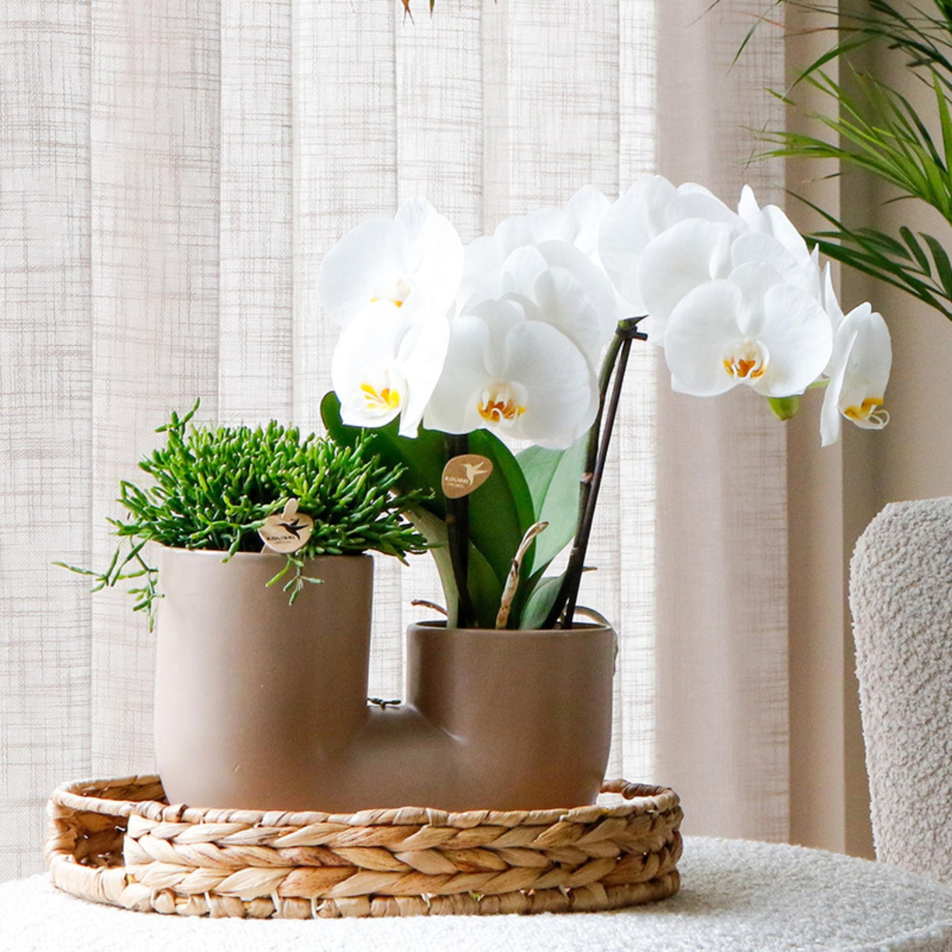 Kolibri Orchids | weiße Phalaenopsis Orchidee Topfgröße Ø9cm | Juwel Grönland - blühende Kampferpflanze - frisch vom Züchter 