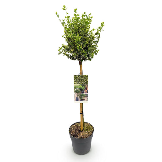 Euonymus fortunei ‘Emerald Gaiety’ – Stamm-Pflanze – Immergrün & winterhart – für Terrasse, Balkon & Garten – pflegeleicht – Ø19cm – Höhe ca. 90cm 