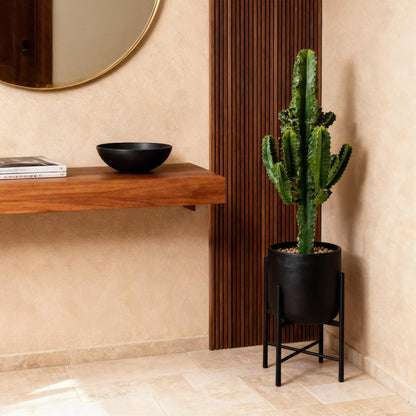 Green boutiQ - Zimmerpflanze - Euphorbia eritrea - Afrikanischer Milchbaum - Geringer Pflegeaufwand - Grün - 1 - Topf 17cm - Höhe 60cm 