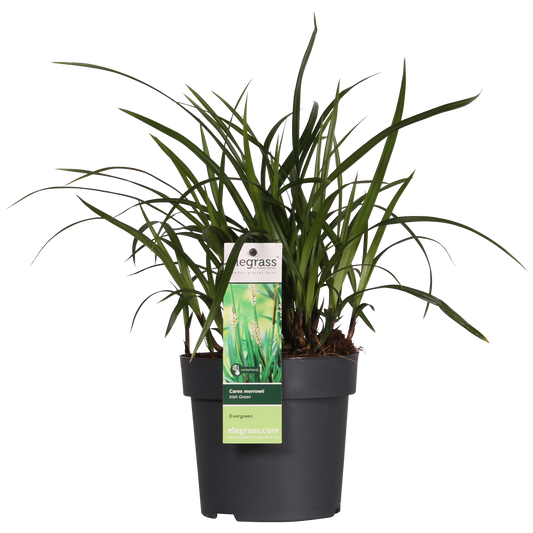 Carex morrowii Irish Green - Ø19cm - ↕40cm - Ø14 - ↨30cm 