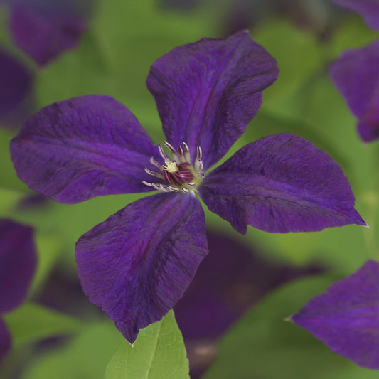 Kletterpflanze Clematis vit. 'Polish Spirit' – Tiefviolette Blüten – 2 Pflanzen – 11 cm x H40 cm – Bis 3 m – Pflegeleicht – Ideal für Garten, Balkon & Pergola 