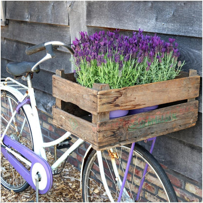 Französischer Lavendel Lavandula stoechas Anouk – 3 Pflanzen im Dekotopf „Old Look“ – Ø13cm Topf – Winterharter Schopflavendel mit violetten Blüten – Duftende Lavendelpflanze für Balkon, Terrasse & Garten 