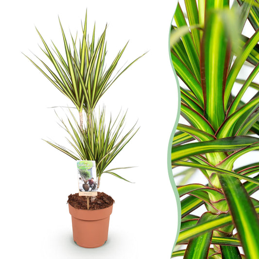 Green boutiQ - Zimmerpflanzen - Dracaena Sunray - Drachenblutbaum - Wenig Pflege - Grün - Gelb - 1 Pflanze - Topf 17cm - Höhe 70-75cm 