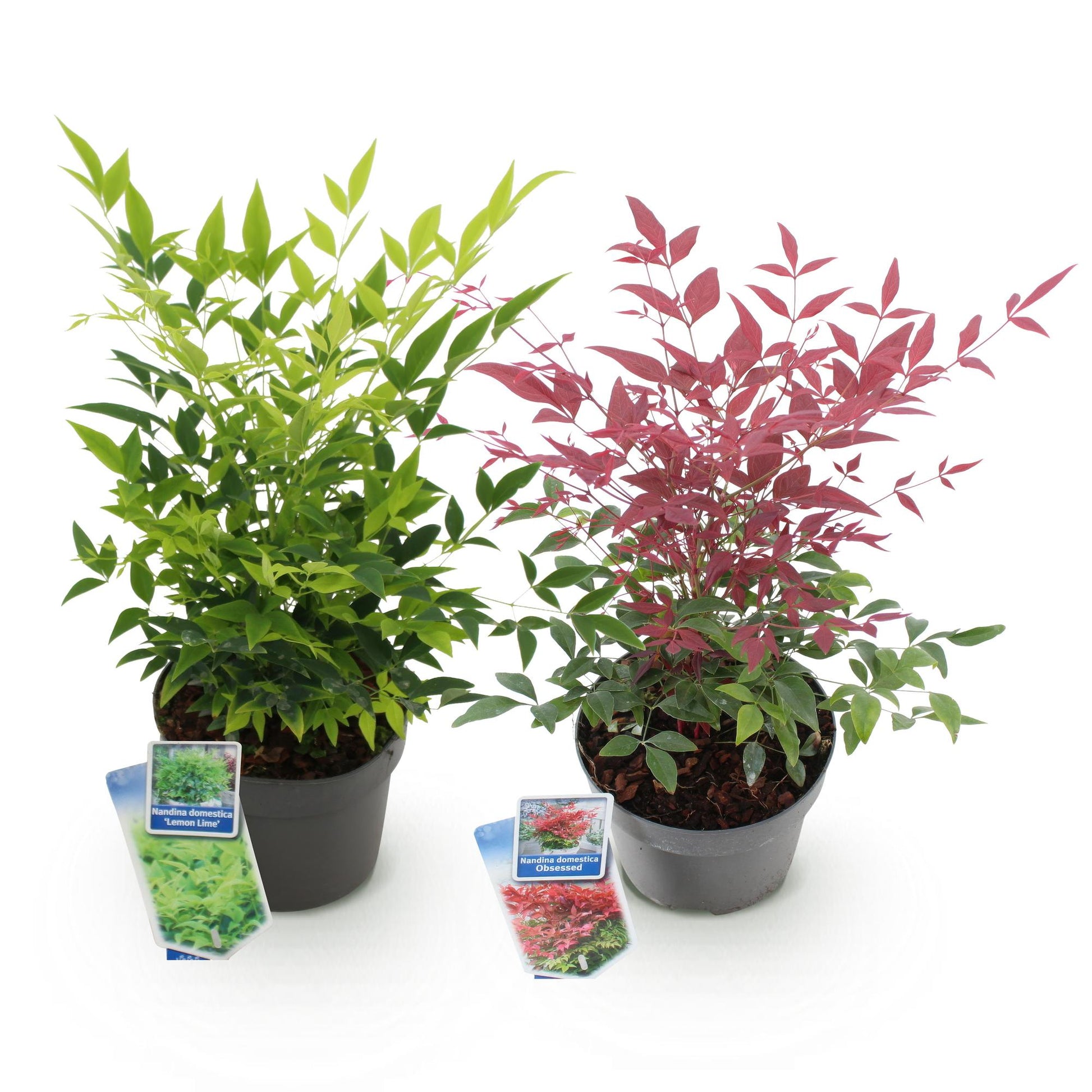 GreenboutiQ - Gartenpflanze - Nandina Duo - Gelb & Rot - 2 Pflanzen - Immergrün - Pflegeleicht - Topf 17cm Höhe 45cm 