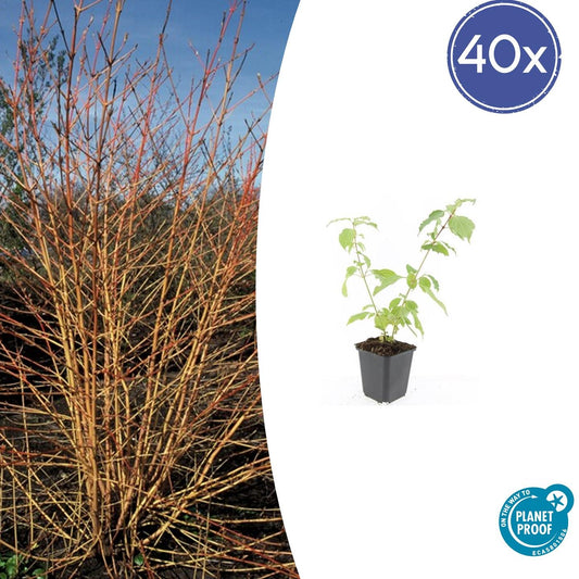 Roter Hartriegel Cornus sang. 'Anny's Winter Orange' – ↕10-25cm – Ø9cm – 40 Pflanzen – Winterharte Sträucher – Leuchtend orange Zweige – Für Beete & Solitärpflanzungen