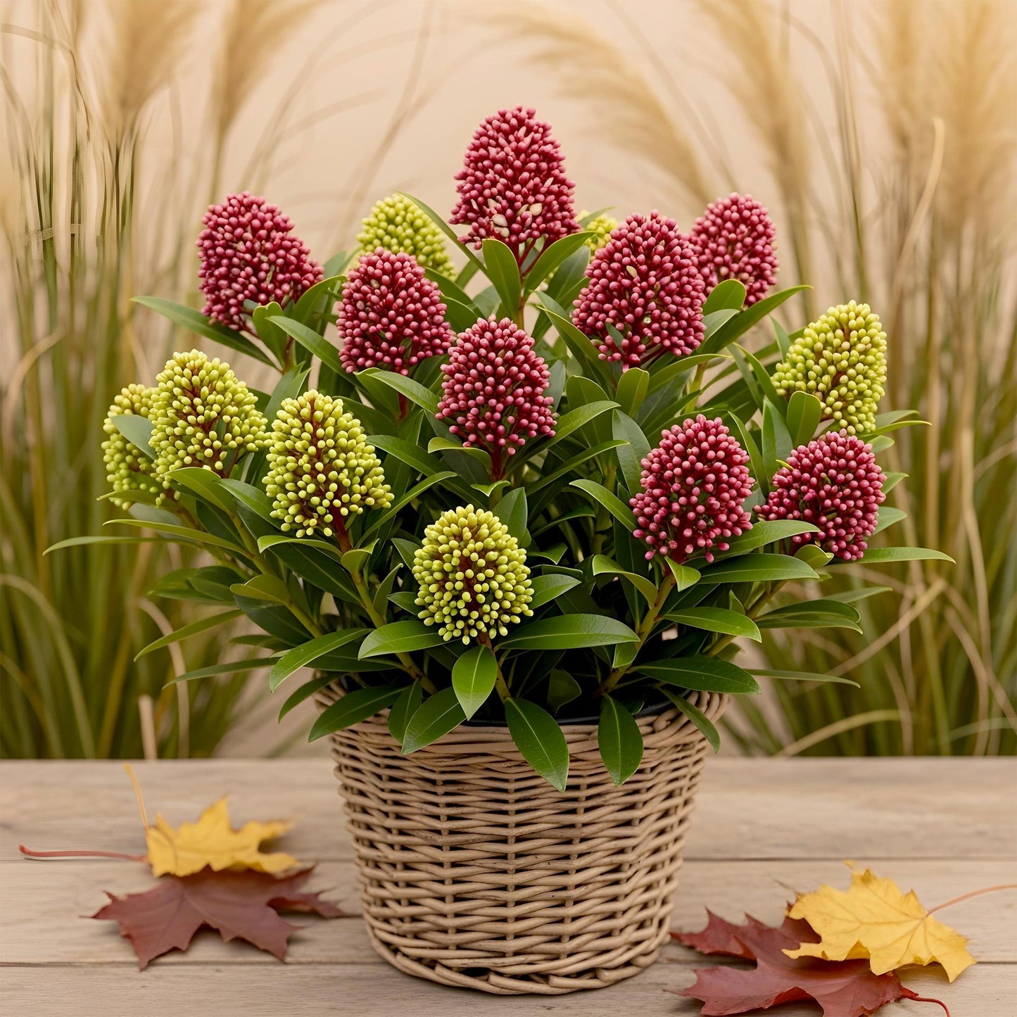 GreenboutiQ - Terrassenpflanze - Skimmia japonica Festival - Blüte Weiß & Rot - 15+ Blüten - 1 Pflanze - Winterhart - Topf 15cm Höhe 30cm 