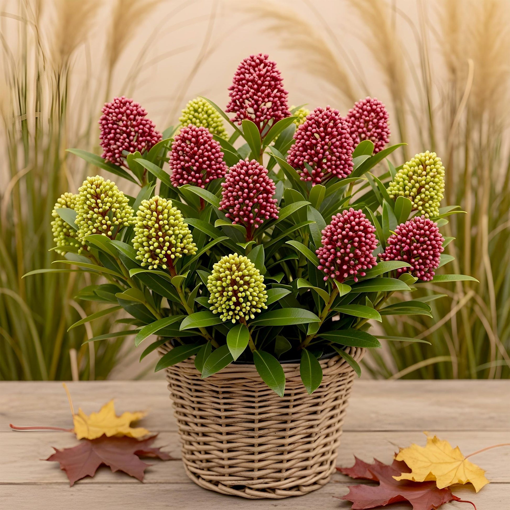 GreenboutiQ - Terrassenpflanze - Skimmia japonica Festival - Blüte Weiß & Rot - 15+ Blüten - 1 Pflanze - Winterhart - Topf 15cm Höhe 30cm 