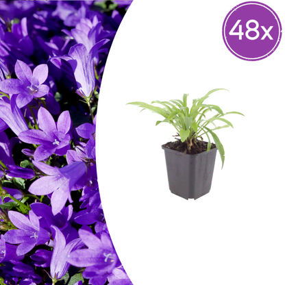 Pfirsichblättrige Glockenblume Campanula persicifolia ‘Coerulea’ – 48 Pflanzen – 10-25cm – Ø9cm – Blaue Staude für sonnige Beete & Halbschatten