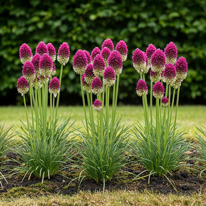 GreenboutiQ - Blumenzwiebeln - Allium Sphaerocephalon - Farbe Lila - 100 Stück - Zwiebelgröße 5/6 - XXL Pack 