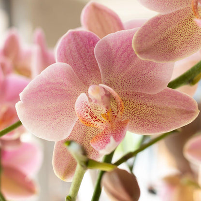Phalaenopsis Orchidee „Jewel Treviso“ – Altrosa – Zimmerpflanze Ø12cm – Mit 4 Blütentrieben – Blickfang für Wohnzimmer, Küche & Büro 