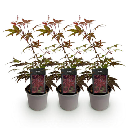 GreenboutiQ - Gartenpflanze - Acer palmatum Atropurpureum - Lila - 3 Pflanzen - Laubabwerfend - Pflegeleicht - Topf 12cm Höhe 35cm 