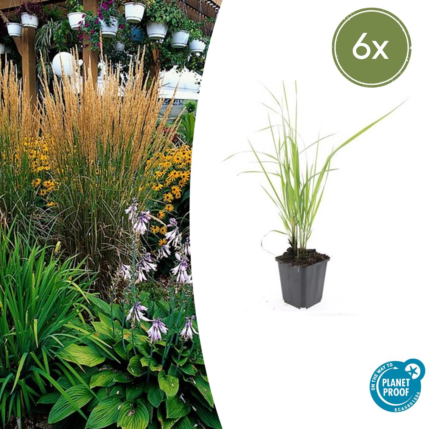 Sandrohr – Calamagrostis acutiflora 'Karl Foerster' – ↕10-25cm – Ø9cm – 6 Pflanzen – winterhartes Ziergras, aufrecht wachsend