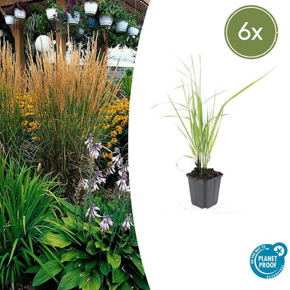Sandrohr – Calamagrostis acutiflora 'Karl Foerster' – ↕10-25cm – Ø9cm – 6 Pflanzen – winterhartes Ziergras, aufrecht wachsend
