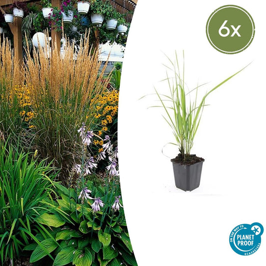Sandrohr – Calamagrostis acutiflora 'Karl Foerster' – ↕10-25cm – Ø9cm – 6 Pflanzen – winterhartes Ziergras, aufrecht wachsend