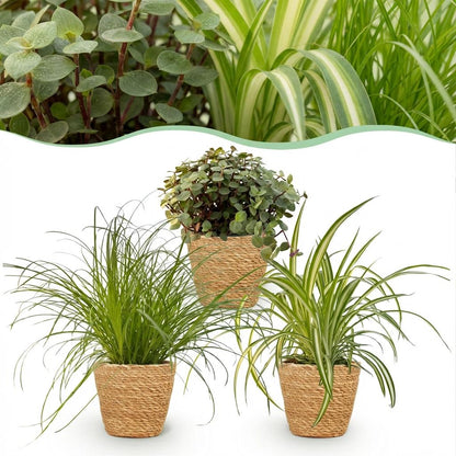 Green boutiQ - Zimmerpflanze - Cyperus - Calissia - Chlorophytum - Mix aus 3 - Haustierfreundliche Pflanzen - Grün - 3 Pflanzen - mit Korb - Topf 12cm - Höhe 20cm 