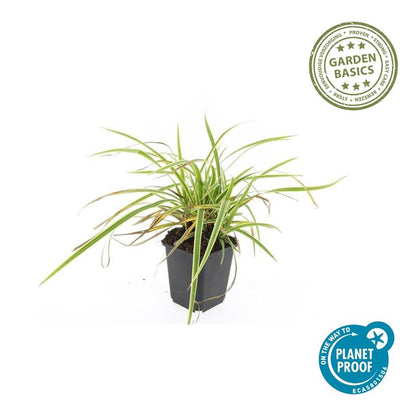 Goldrand Segge Carex morrowii 'Aureovariegata' – ↕10-25cm – Ø9cm – 6 Pflanzen – Immergrünes Ziergras & Bodendecker – Winterhart & pflegeleicht