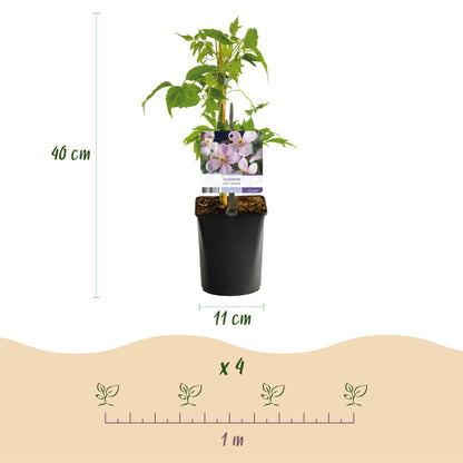 Kletterpflanzen-Set „Rainbow“ – 4 Pflanzen – Clematis montana Rubens, Hedera helix, Lonicera Goldflame, Campsis Madame Galen – Bunt blühend & immergrün – Ø11 cm – Höhe ca. 40 cm 