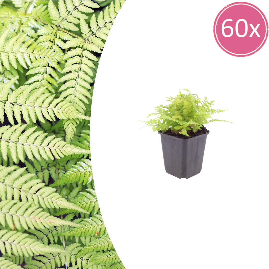 Dryopteris filix-mas – 60 Pflanzen Männerfarn Wurmfarn – 10-25cm – Ø9cm – Winterharter Gartenfarn für Schatten & Halbschatten – Zierfarn für Unterpflanzung