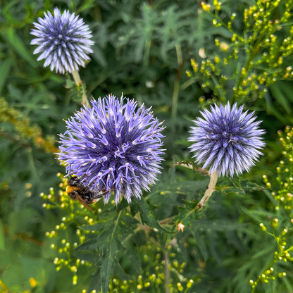 Kugeldistel Echinops ritro – 60 Pflanzen – Blaue Blütenkugeln – 10-25cm – Ø9cm – Trockenheitsresistente Staude für sonnige Beete