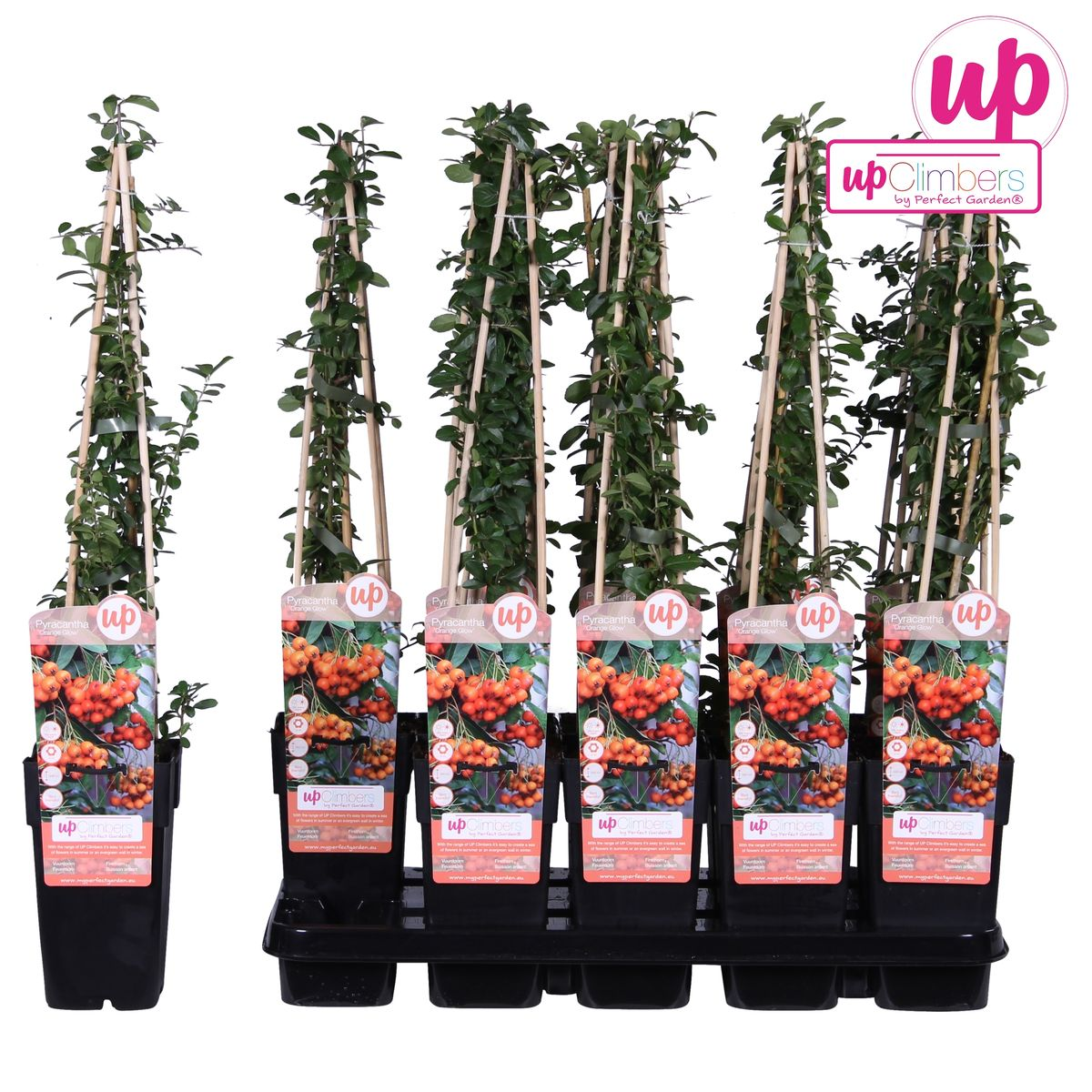 Feuerdorn – Pyracantha 'Orange Glow' – Ø15cm – ↕65cm – Immergrüner Strauch mit oranger Beerenpracht – Ideal als Sichtschutz & Vogelschutzhecke – Für Garten & Terrasse 