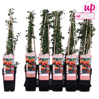 Feuerdorn – Pyracantha 'Orange Glow' – Ø15cm – ↕65cm – Immergrüner Strauch mit oranger Beerenpracht – Ideal als Sichtschutz & Vogelschutzhecke – Für Garten & Terrasse 