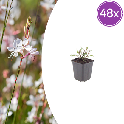 Gaura lindheimeri Whirling Butterflies – 48 Pflanzen – Ø9cm – Höhe 10-25cm – Prachtkerze mit weißen Blüten – Pflegeleichte Staude – Für Beet, Präriegarten & Kübel