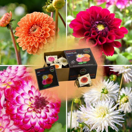 Blumenzwiebel - Luxusbox  - Set aus 4 niederländischen Dahlien - für über 1m²