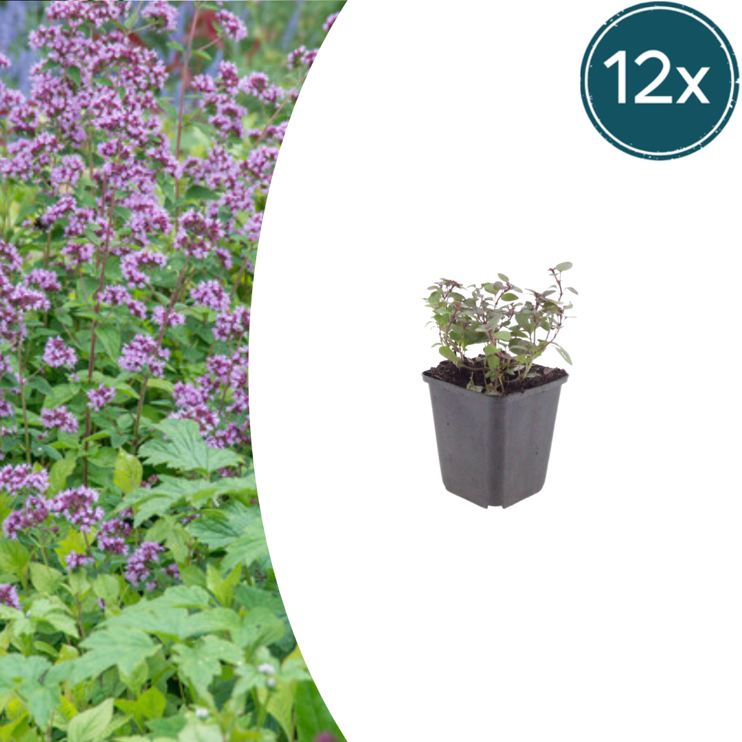 Origanum laevigatum Herrenhausen – 12 Pflanzen – Ø9cm – Höhe 10-25cm – Winterharter Zieroregano – Bienenfreundlich – Für Beet, Steingarten & Präriegarten