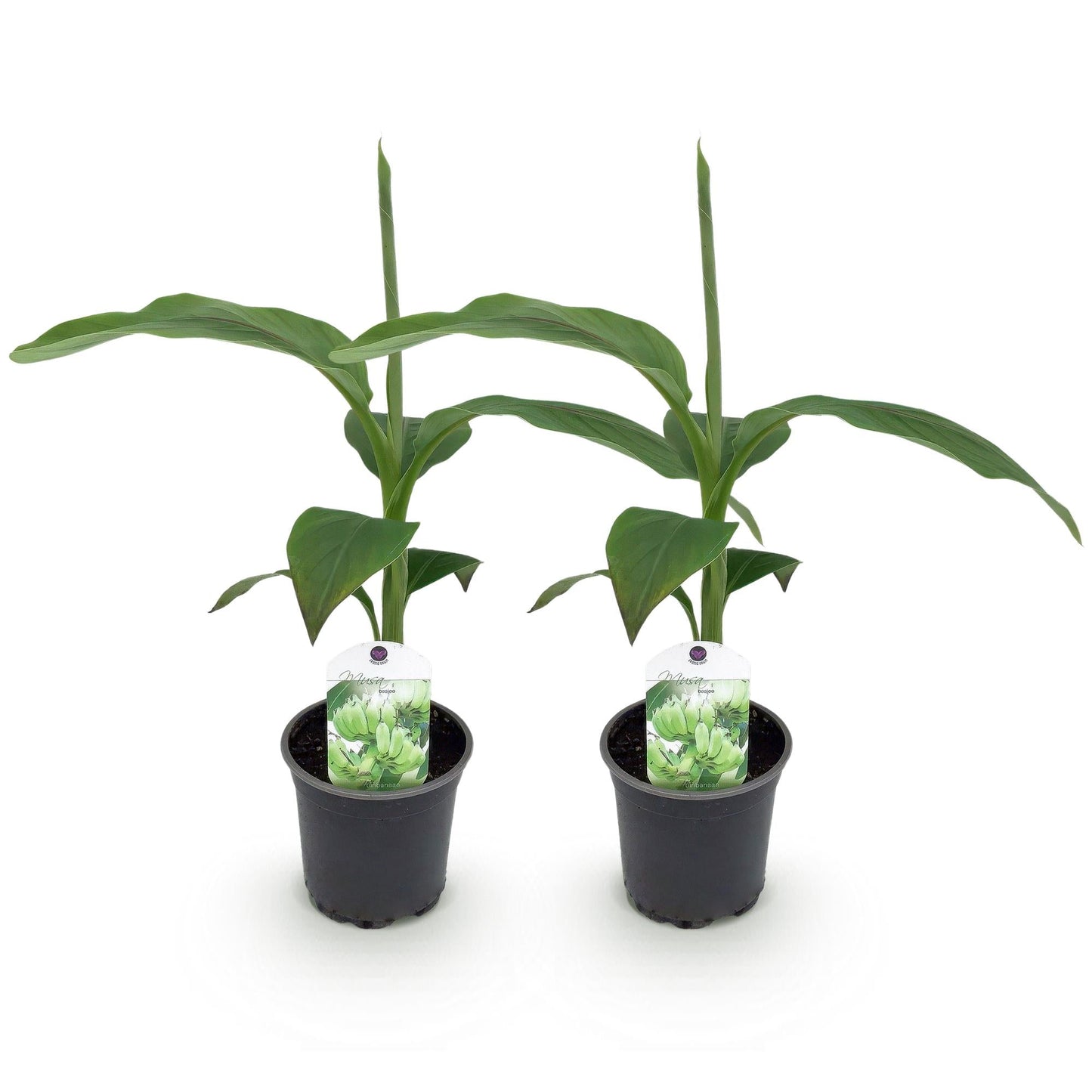 Bananenpflanze Musa Basjoo – 2 Pflanzen – Winterhart – Obstpflanze – Ø12 cm, Höhe ca. 30 cm – Exotische Gartenbanane für Beet, Terrasse & Balkon 