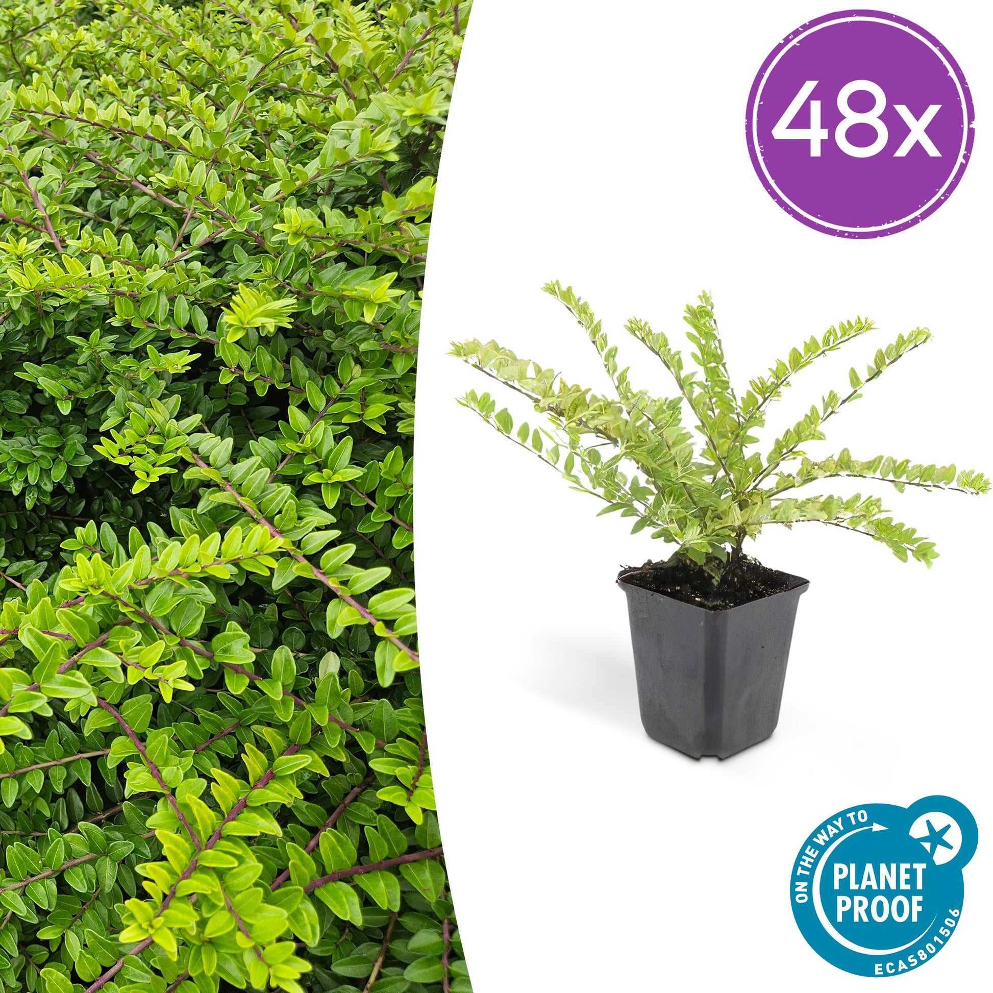Lonicera nitida 'Maigrün' – 48 Pflanzen – immergrüner Bodendecker & Heckenpflanze – pflegeleicht & schnittverträglich – Ø9cm – ↕10–25cm 