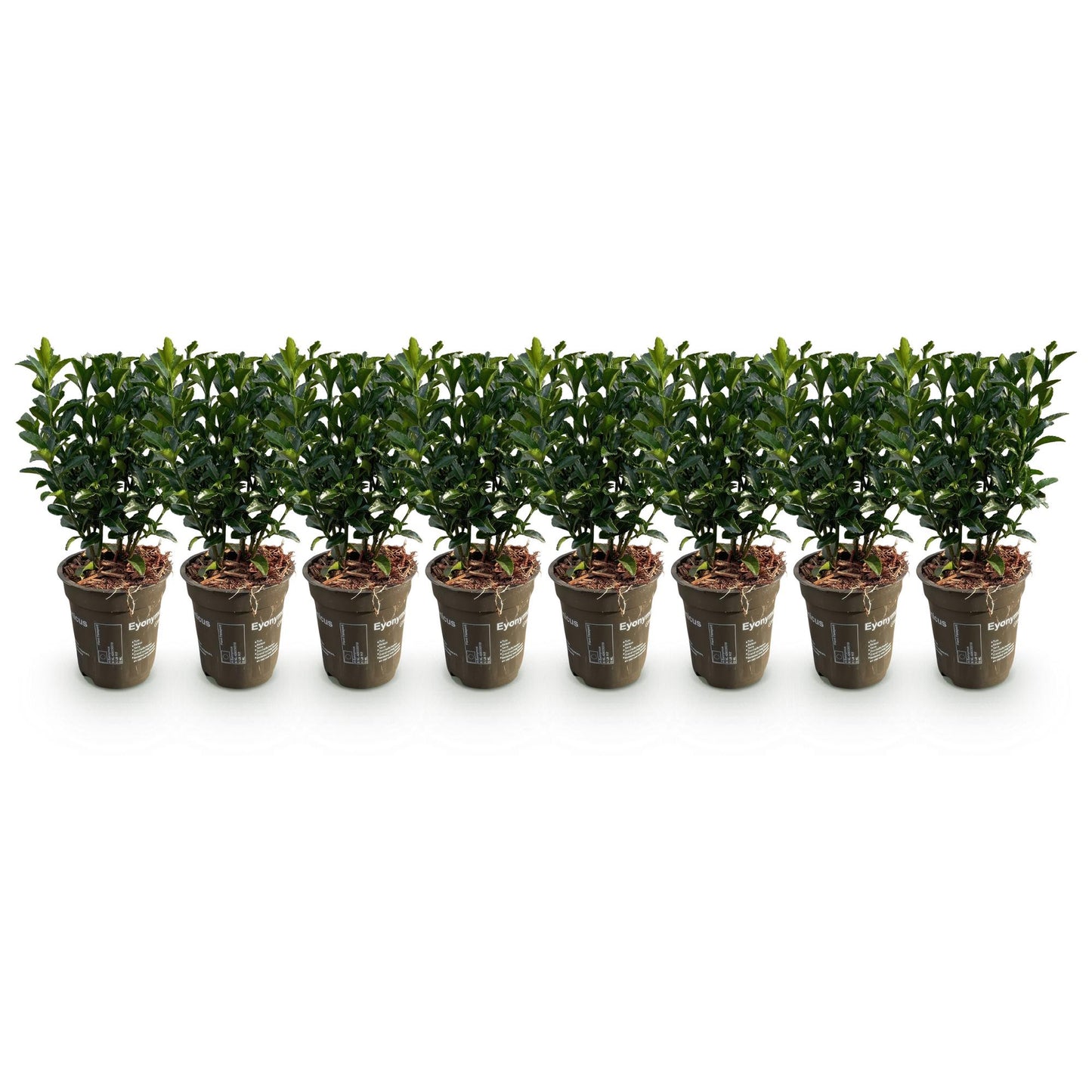 Immergrüner Japanischer Spindelstrauch – Euonymus japonicus 'Green Spire' – 8 Pflanzen für 1 Meter Hecke – Heckenpflanze im 9cm Topf – Höhe 20–25cm – Winterhart & Pflegeleicht