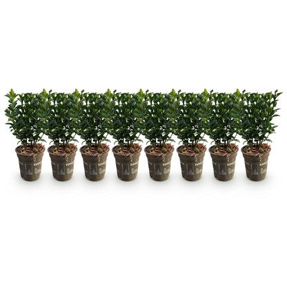 Immergrüner Japanischer Spindelstrauch – Euonymus japonicus 'Green Spire' – 8 Pflanzen für 1 Meter Hecke – Heckenpflanze im 9cm Topf – Höhe 20–25cm – Winterhart & Pflegeleicht