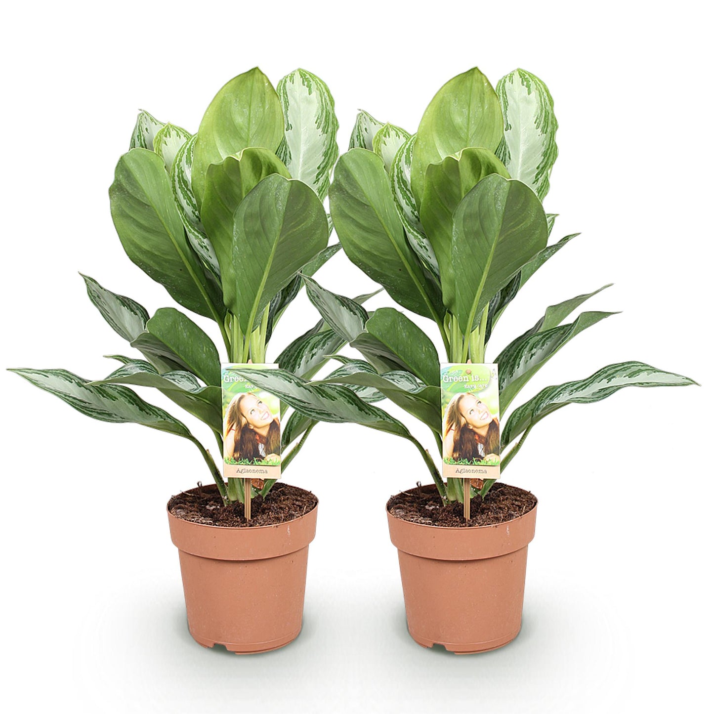 Green boutiQ - Zimmerpflanzen - Aglaonema Silver Bay - Silberblatt - Wenig Pflege - Silber - 2 Pflanzen - Topf 17cm - Höhe 70-75cm 