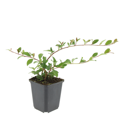 Cotoneaster dammeri – Winterharter Bodendecker mit weißen Blüten & roten Beeren – 24 Pflanzen –↕10–25cm – Ø9cm – Pflegeleicht & flächendeckend